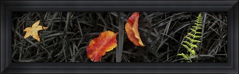 Framed Close-up of different leaves Print