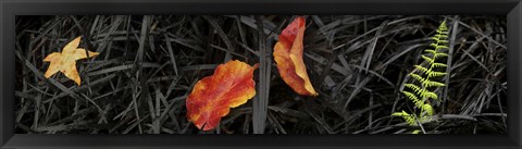 Framed Close-up of different leaves Print