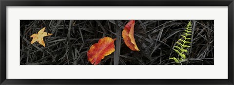 Framed Close-up of different leaves Print