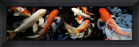 Framed Koi Carp swimming underwater Print