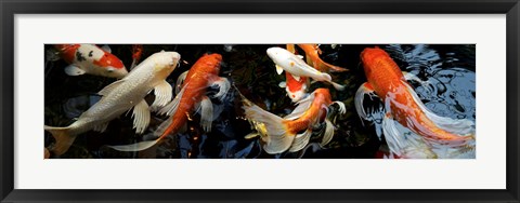 Framed Koi Carp swimming underwater Print