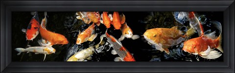 Framed Koi Swimming Print
