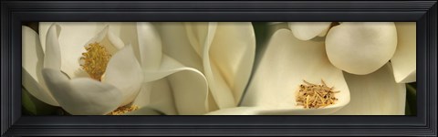 Framed Magnolia Heaven Print