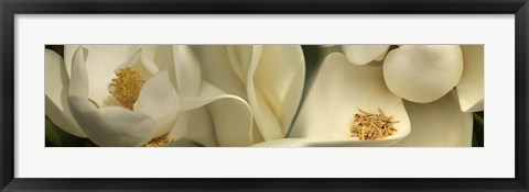 Framed Magnolia Heaven Print