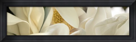Framed Close up of Magnolia Fflowers Print