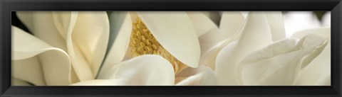 Framed Close up of Magnolia Fflowers Print