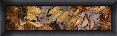 Framed Wet leaves Print