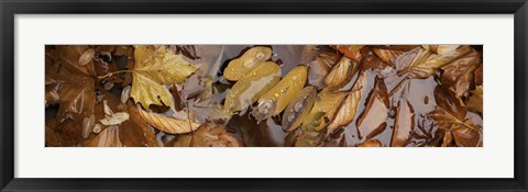 Framed Wet leaves Print