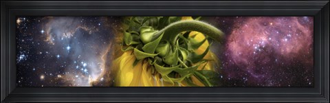 Framed Sunflower in cosmos Print