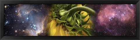 Framed Sunflower in cosmos Print