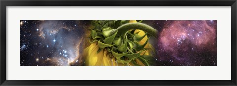 Framed Sunflower in cosmos Print