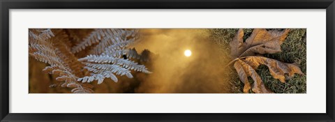 Framed Cold feet leaves Print