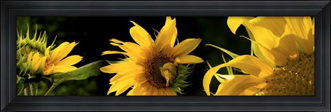Framed Sunflowers Print