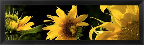 Framed Sunflowers Print