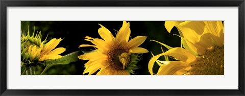 Framed Sunflowers Print