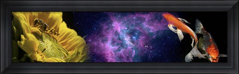 Framed Sunflower and Koi Carp in space Print