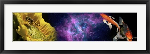 Framed Sunflower and Koi Carp in space Print