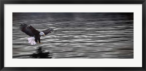 Framed Eagle over water Print