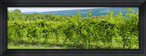 Framed Grapevines in a vineyard, Finger Lakes, New York State, USA Print