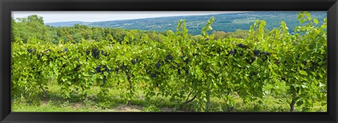 Framed Grapevines in a vineyard, Finger Lakes, New York State, USA Print