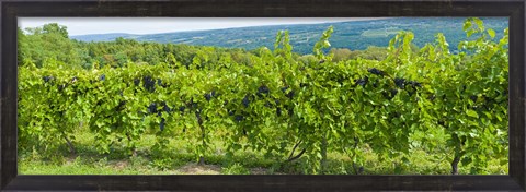 Framed Grapevines in a vineyard, Finger Lakes, New York State, USA Print