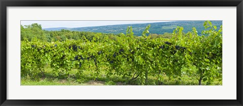 Framed Grapevines in a vineyard, Finger Lakes, New York State, USA Print