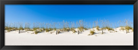 Framed Sand dunes on Gulf Of Mexico, Orange Beach, Baldwin County, Alabama, USA Print