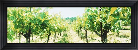 Framed Close up of Vines, Napa Valley, California Print