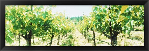 Framed Close up of Vines, Napa Valley, California Print