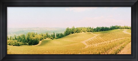 Framed Vineyards in spring, Napa Valley, California Print