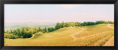 Framed Vineyards in spring, Napa Valley, California Print