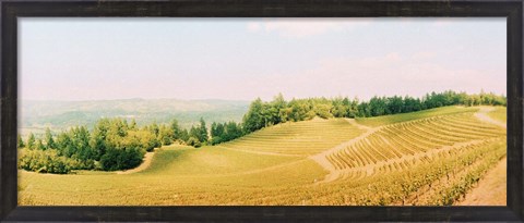 Framed Vineyards in spring, Napa Valley, California Print