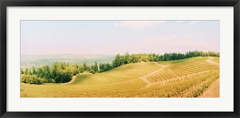 Framed Vineyards in spring, Napa Valley, California Print