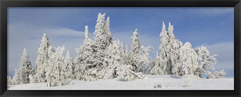 Framed Frost and ice on trees in midwinter, Crater Lake National Park, Oregon, USA Print
