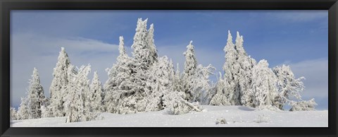 Framed Frost and ice on trees in midwinter, Crater Lake National Park, Oregon, USA Print