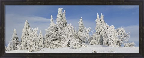 Framed Frost and ice on trees in midwinter, Crater Lake National Park, Oregon, USA Print