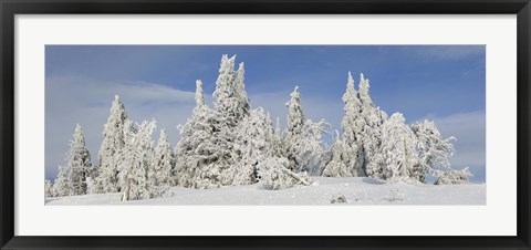 Framed Frost and ice on trees in midwinter, Crater Lake National Park, Oregon, USA Print