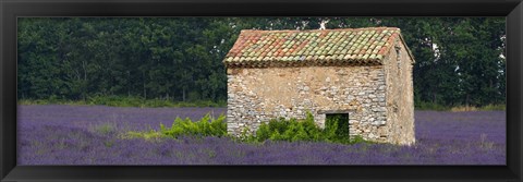 Framed Stone building in a lavender field, Provence-Alpes-Cote D&#39;Azur, France Print