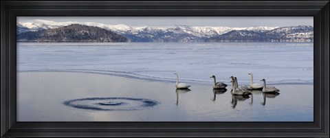 Framed Whooper swans (Cygnus cygnus) on frozen lake, Lake Kussharo, Akan National Park, Hokkaido, Japan Print
