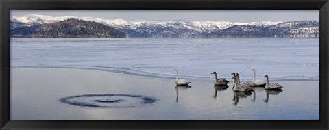 Framed Whooper swans (Cygnus cygnus) on frozen lake, Lake Kussharo, Akan National Park, Hokkaido, Japan Print