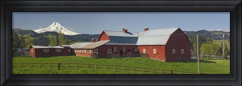 Framed Barns in field with mountains in the background, Mt Hood, The Dalles, Oregon, USA Print