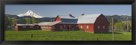 Framed Barns in field with mountains in the background, Mt Hood, The Dalles, Oregon, USA Print