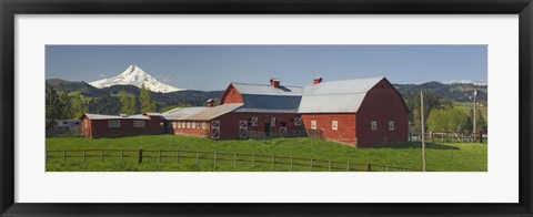 Framed Barns in field with mountains in the background, Mt Hood, The Dalles, Oregon, USA Print