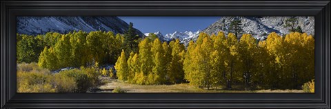 Framed Quaking aspens (Populus tremuloides) in autumn, Californian Sierra Nevada, Bishop, California, USA Print