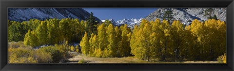 Framed Quaking aspens (Populus tremuloides) in autumn, Californian Sierra Nevada, Bishop, California, USA Print