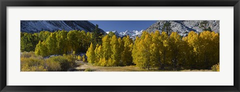 Framed Quaking aspens (Populus tremuloides) in autumn, Californian Sierra Nevada, Bishop, California, USA Print