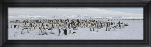 Framed Emperor penguins (Aptenodytes forsteri) colony at snow covered landscape, Snow Hill Island, Antarctica Print