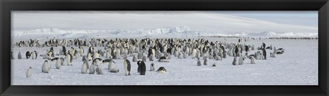 Framed Emperor penguins (Aptenodytes forsteri) colony at snow covered landscape, Snow Hill Island, Antarctica Print