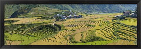 Framed Rice terraced fields and houses in the mountains, Punakha, Bhutan Print