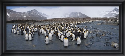 Framed King penguins colony, St Andrews Bay, South Georgia Island Print